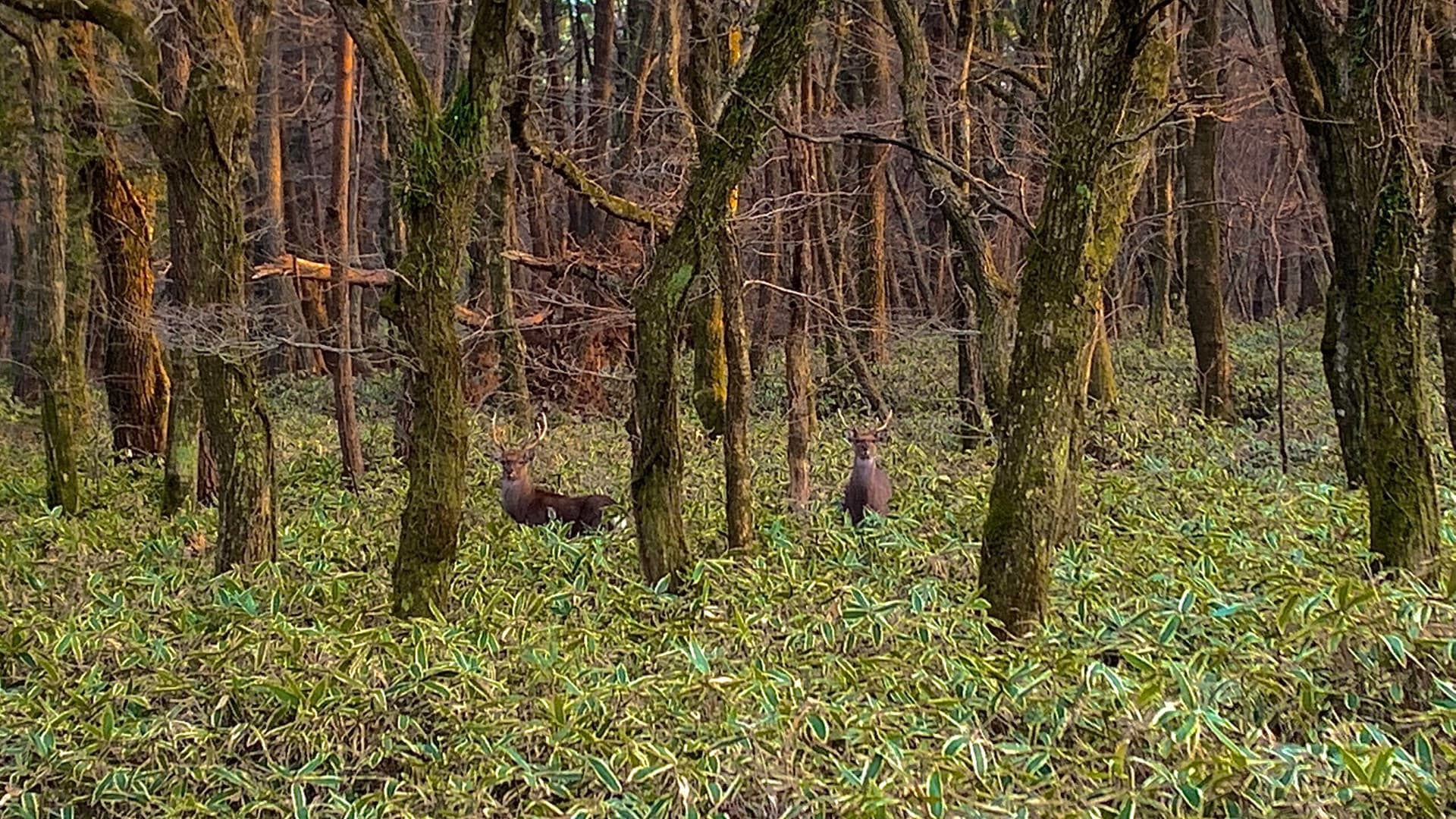 Cover Image for The Breathtaking Beauty of Life in the Forest