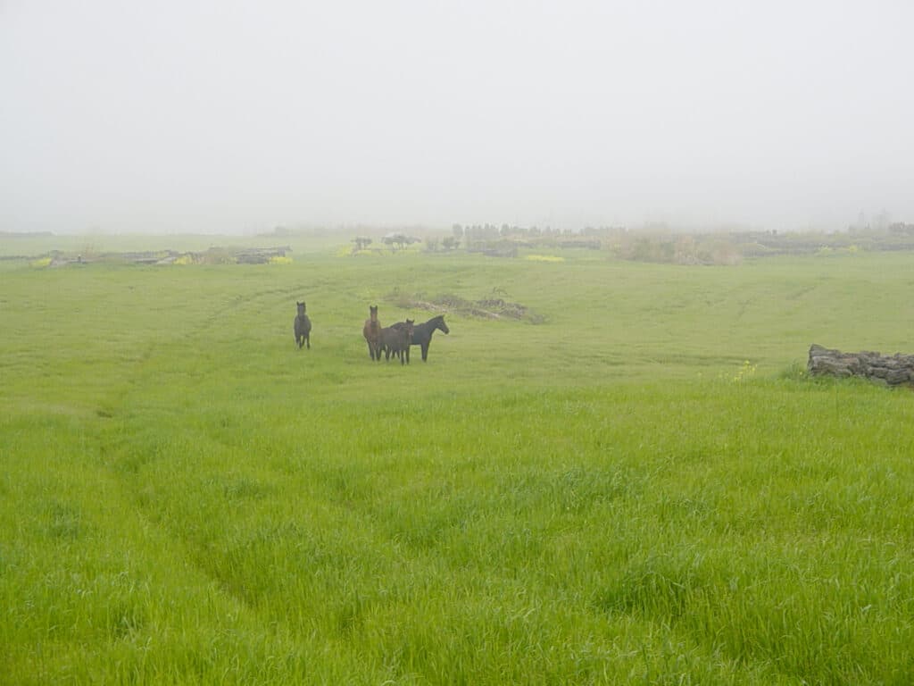 Cover Image for The Captivating Grazing and Galloping of Horses