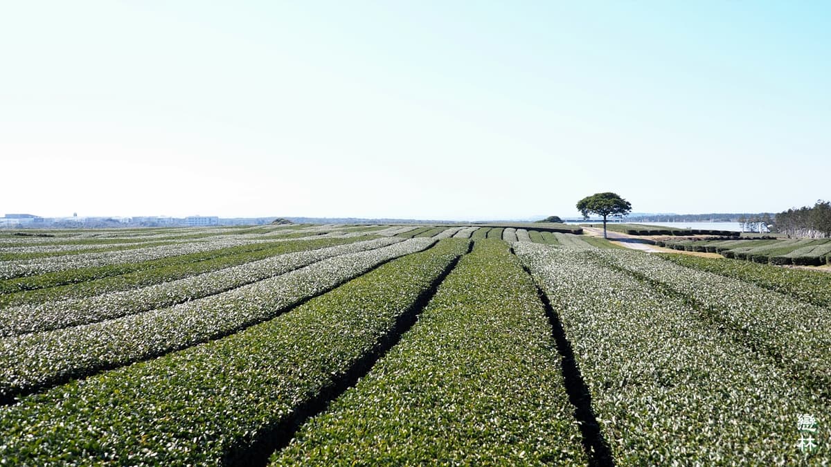 Jeju Tea Plantation Stay