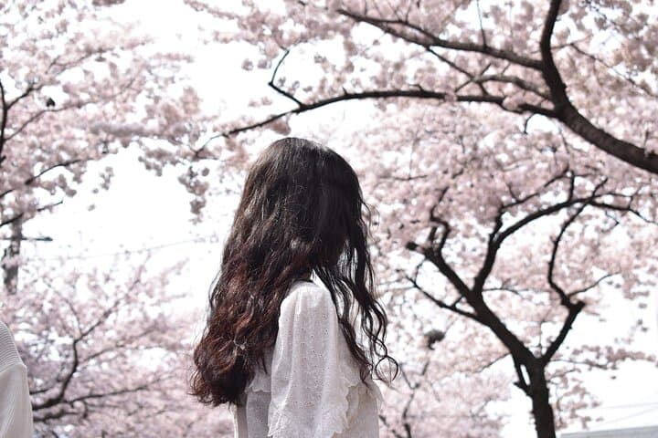 2025 Cherry Blossom East Day Tour in Jeju with UNESCO