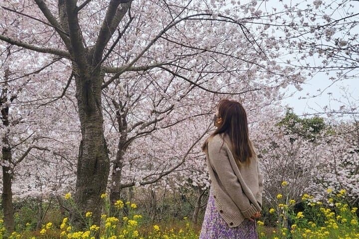 (Hotel Pickup Small Vip) JEJU Cherry Blossom West&South Tour