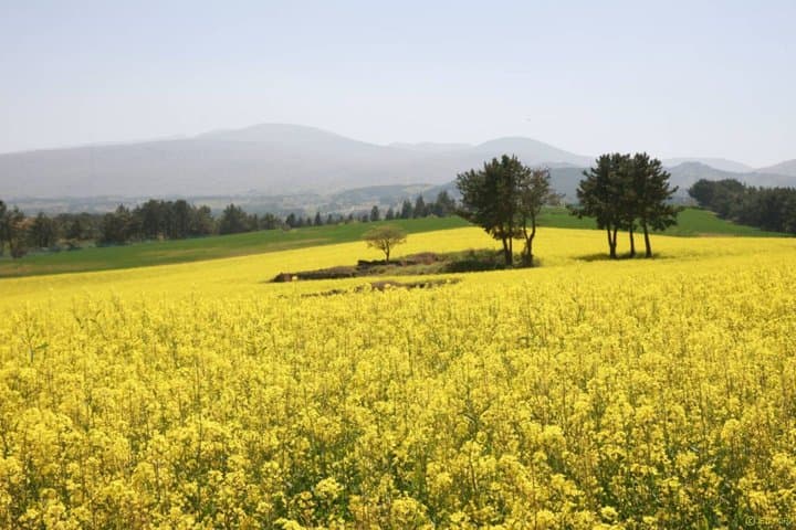 Jeju Trendy Café Tour and When Life Gives You Tangerines