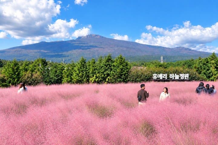 Jeju South-West UNESCO Tour with Pink Muhly Festival