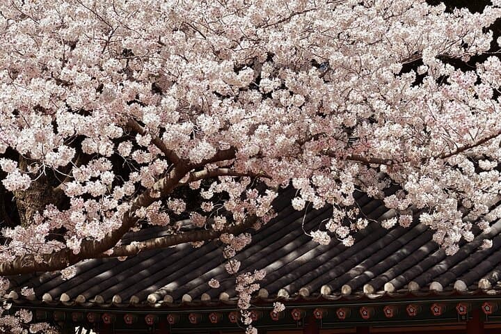 Cherry Blossom Tour in East Jeju Island & Women Divers Show