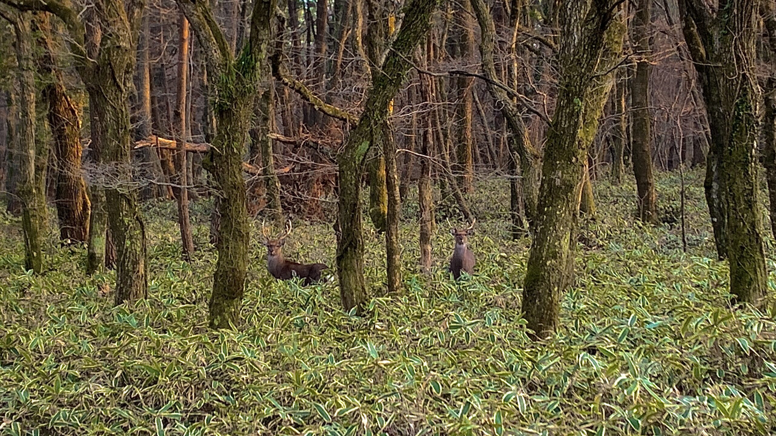 The Breathtaking Beauty of Life in the Forest
