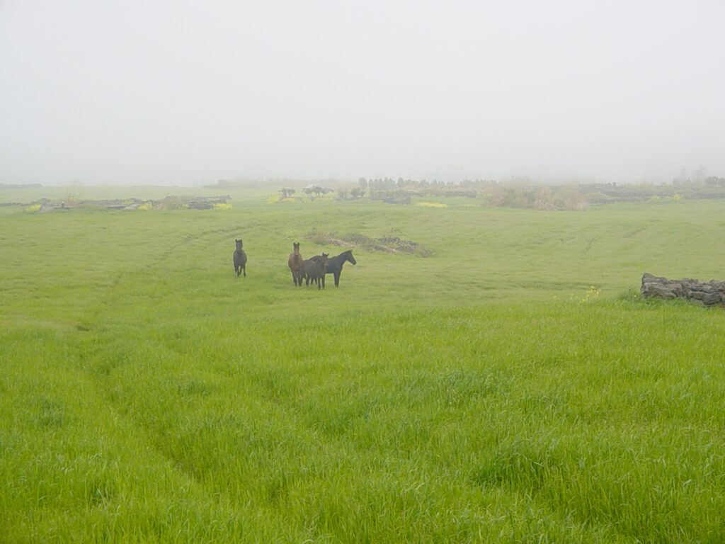 The Captivating Grazing and Galloping of Horses